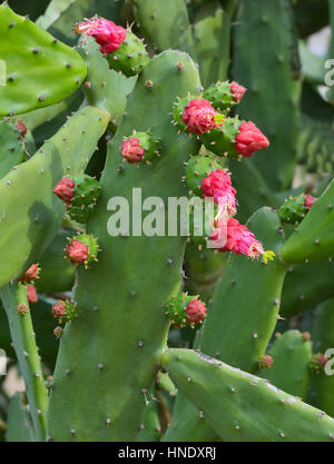 Close up of opuntia cactus with red flowers Stock Photo