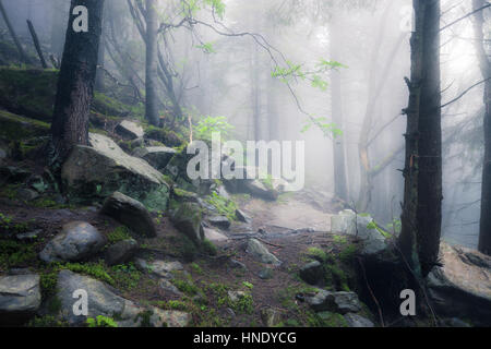 Rocky path through old foggy forest Stock Photo