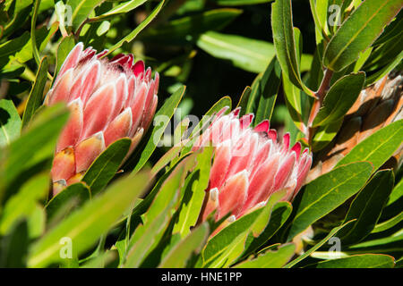 A king protea  Protea cynaroides  in Hermanus, South Africa Stock Photo