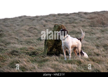 A springer spaniel stands watching on moorland in the UK Stock Photo