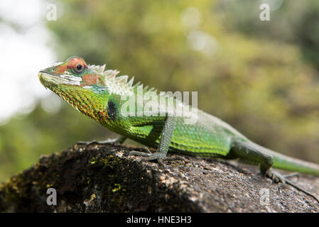 Common green forest lizard, Calotes calotes, Sinharaja Forest Reserve, Sri Lanka Stock Photo