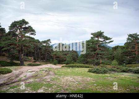 Scots pine forest in Guadarrama Mountains National Park, province of Madrid, Spain. Photo taken from the Collado Ventoso (Windy Col). Stock Photo