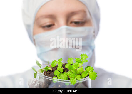 sprouts of young plants in the hands a biologist on a white background Stock Photo