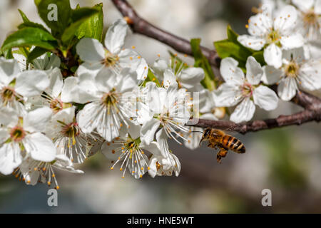 Bee flies towards white flowers on flowering trees to collect pollen. Stock Photo