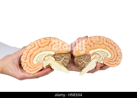 Hands holding models human brain hemispheres isolated on white background Stock Photo