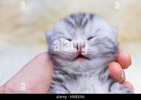 Close up head newborn short hair silver tabby cat sleeping on hand Stock Photo