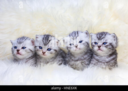 Nest with british shorthair silver tabby kittens in a row Stock Photo