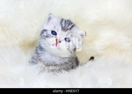 Young silver tabby cat sitting on sheep fur Stock Photo