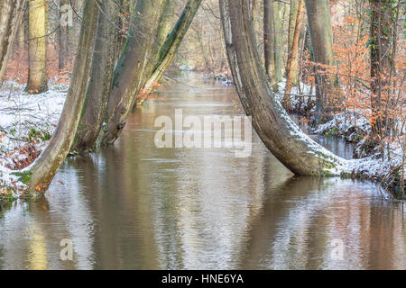 Curved tree trunks along forest stream  with snow in winter Stock Photo