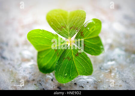 4-leaved cloverleaf, four-leafed clover (Oxalis tetraphylla), luck symbol, Vierblättriges Kleeblatt, Glücksklee (Oxalis tetraphylla), Glückssymbol Stock Photo