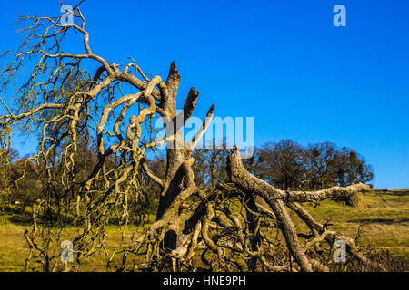 Old Broken Branch Oak Tree Stock Photo