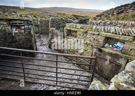 Interior of a currently used sheepfold, showing gates to control stock and ledges for tools, Yorkshire Dales National Park Stock Photo