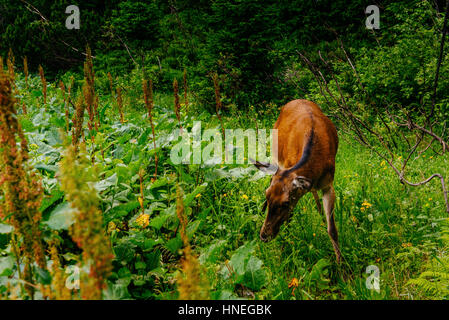 Wild deer eating grass Stock Photo