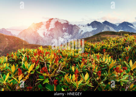 Blooming rhododendron flowers in Caucasus mountains. Upper Svane Stock Photo