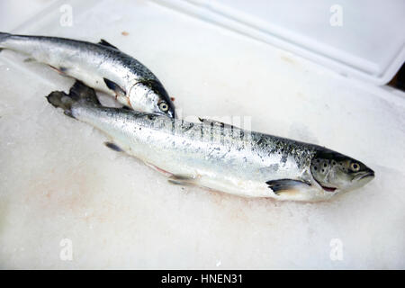 Freshly caught fishes on ice Stock Photo