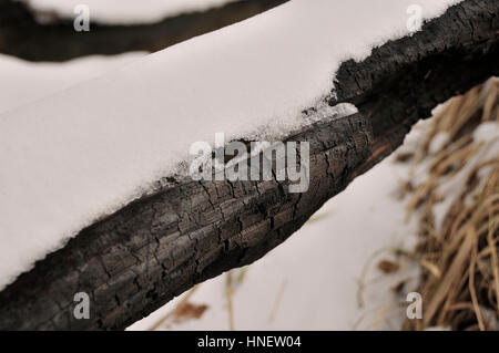 Burnt log with fresh snow on it. Stock Photo