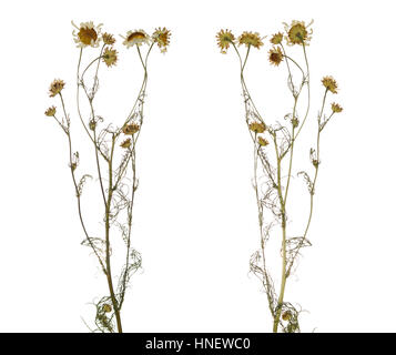 Pressed Dried branch of chamomile drug isolated. Herbarium of wild flowers. The front side and the back side. Stock Photo