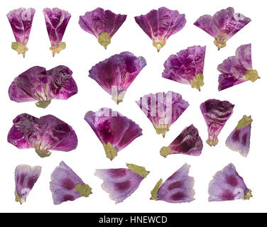 Dried and pressed flowers. Herbarium of purple flowers. Set of Godetia flower isolated Stock Photo
