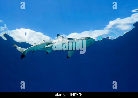 A blacktip reef shark, Carcharhinus melanopterus, swims at the surface on a very calm day off the island of Yap, Micronesia. Stock Photo