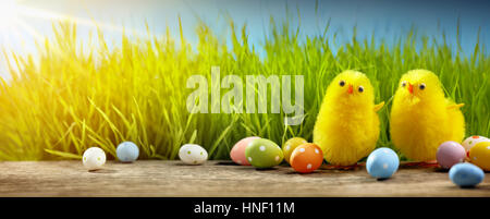 Yellow Easter chicks and Easter eggs in field Stock Photo