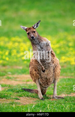 Kangaroo Island Kangaroo, (Macropus fuliginosus fuliginosus), adult grooming, South Australia, Australia Stock Photo