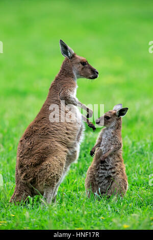 Kangaroo Island Kangaroo, (Macropus fuliginosus fuliginosus), mother with young, South Australia, Australia Stock Photo