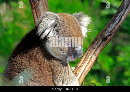 Koala, (Phascolarctos cinereus), adult portrait on tree, Victoria, Australia Stock Photo