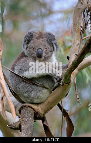 Koala, (Phascolarctos cinereus), adult on tree, Victoria, Australia Stock Photo
