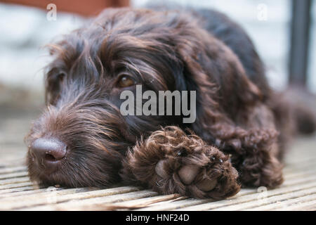 Labradoodle Puppy Stock Photo