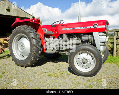 Classic tractor Massey Ferguson 135 Stock Photo