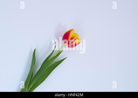 Single Yellow and Red Coloured carnation head on off white back ground Stock Photo