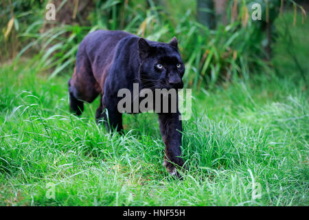 Black Panther (Panthera pardus) stalking, side view Stock Photo ...