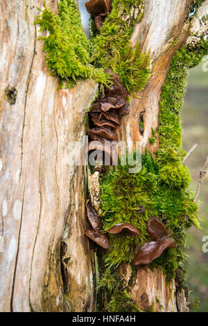 Jelly ear fungus (Auricularia auricula-judae), also known as Jew's ear or Judas's ear, growing on a dead tree