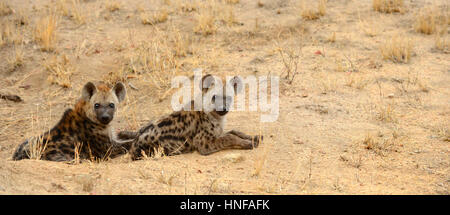 Two young hyenas resting in the heat of the day in Kruger National Park in South Africa Stock Photo