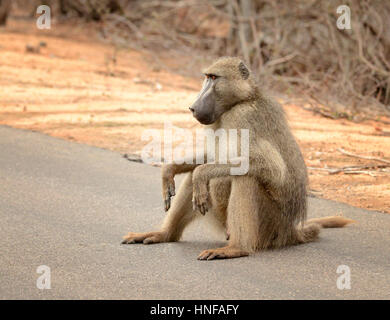 Large male baboon sitting on a road in Kruger National Park located in South Africa Stock Photo