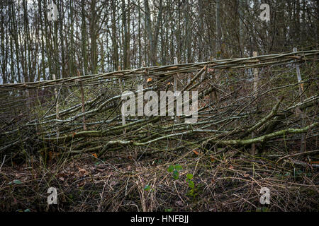 Traditional hedging along a country lane in Cambridgeshire, England, UK Stock Photo