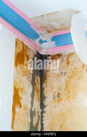 3 of 5 - Reparing damage caused to ceiling, plaster cornice & wallpaper by water from a leaking roof. Search UIDIY1 for sequence. Details in Desc. Stock Photo