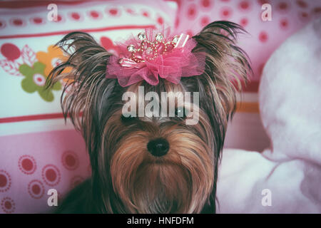 Portrait of a very cute yorkshire terrier with crown Stock Photo