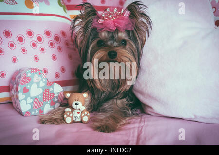 Portrait of a very cute yorkshire terrier with crown Stock Photo