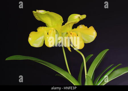 Paphiopedilum orchid Hair Jih Happy Stock Photo