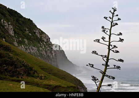 The rolling hills of the Transkei around Coffee Bay Eastern Cape South Africa Stock Photo