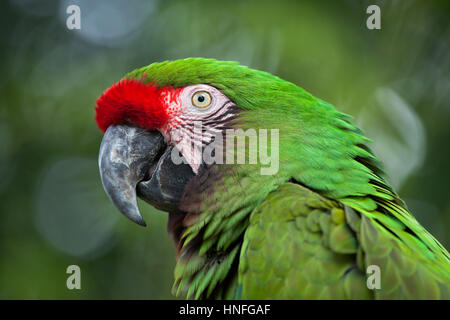 Green military macaw (Ara militaris). Stock Photo
