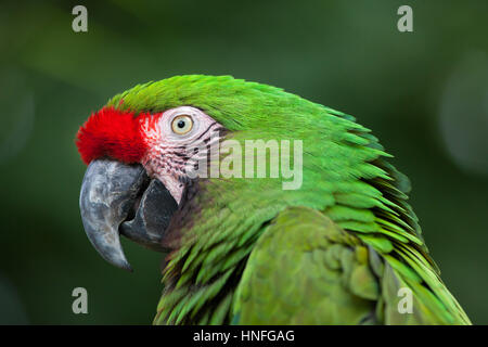 Green military macaw (Ara militaris). Stock Photo