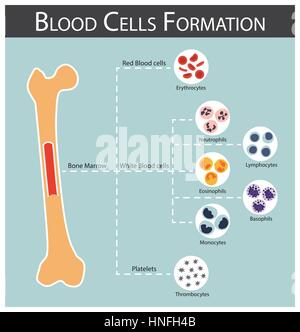 Blood cells Formation ( bone marrow produce blood cells series : erythrocytes , lymphocytes , neutrophils , monocytes , eosinophils , basophils , thro Stock Vector