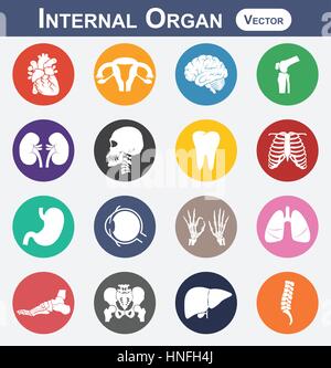 Internal Organ icon ( heart , uterus ( womb ), brain , knee , kidney , skull , neck , tooth , chest , stomach , eye , hands , lung , foot , pelvic , l Stock Vector