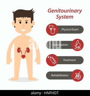 Genitourinary system and medical line icon ( flat design ) Stock Vector