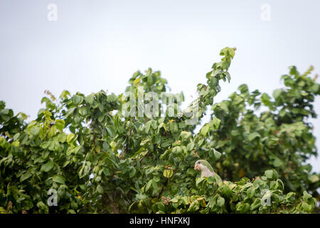 Asuncion, Paraguay. 11th February, 2017. A monk parakeet (Myiopsitta monachus), also known as the Quaker parrot is seen eating star fruit (carambola) during cloudy day in Asuncion, Paraguay. Credit: Andre M. Chang/ARDUOPRESS/Alamy Live News Stock Photo