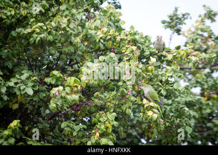 Asuncion, Paraguay. 11th February, 2017. A pair of monk parakeet (Myiopsitta monachus), also known as the Quaker parrot is seen eating star fruit (carambola) during cloudy day in Asuncion, Paraguay. Credit: Andre M. Chang/ARDUOPRESS/Alamy Live News Stock Photo