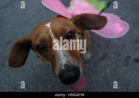 Sao Paulo. 12th Feb, 2017. Photo taken on Feb. 12, 2017 shows a dog during a Carnival Costume Contest in Sao Paulo, Brazil. The annual event was organized by an association that works with abandoned and abused animals, aiming at encouraging the adoption of abandoned animals. Credit: Rahel Patrasso/Xinhua/Alamy Live News Stock Photo