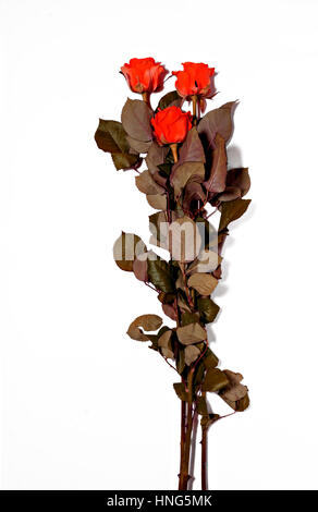 Three red roses on a white background. Stock Photo